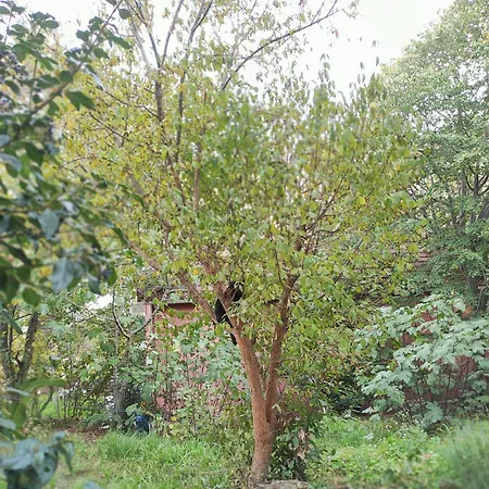 B&B Shanti Garden Bosphorus